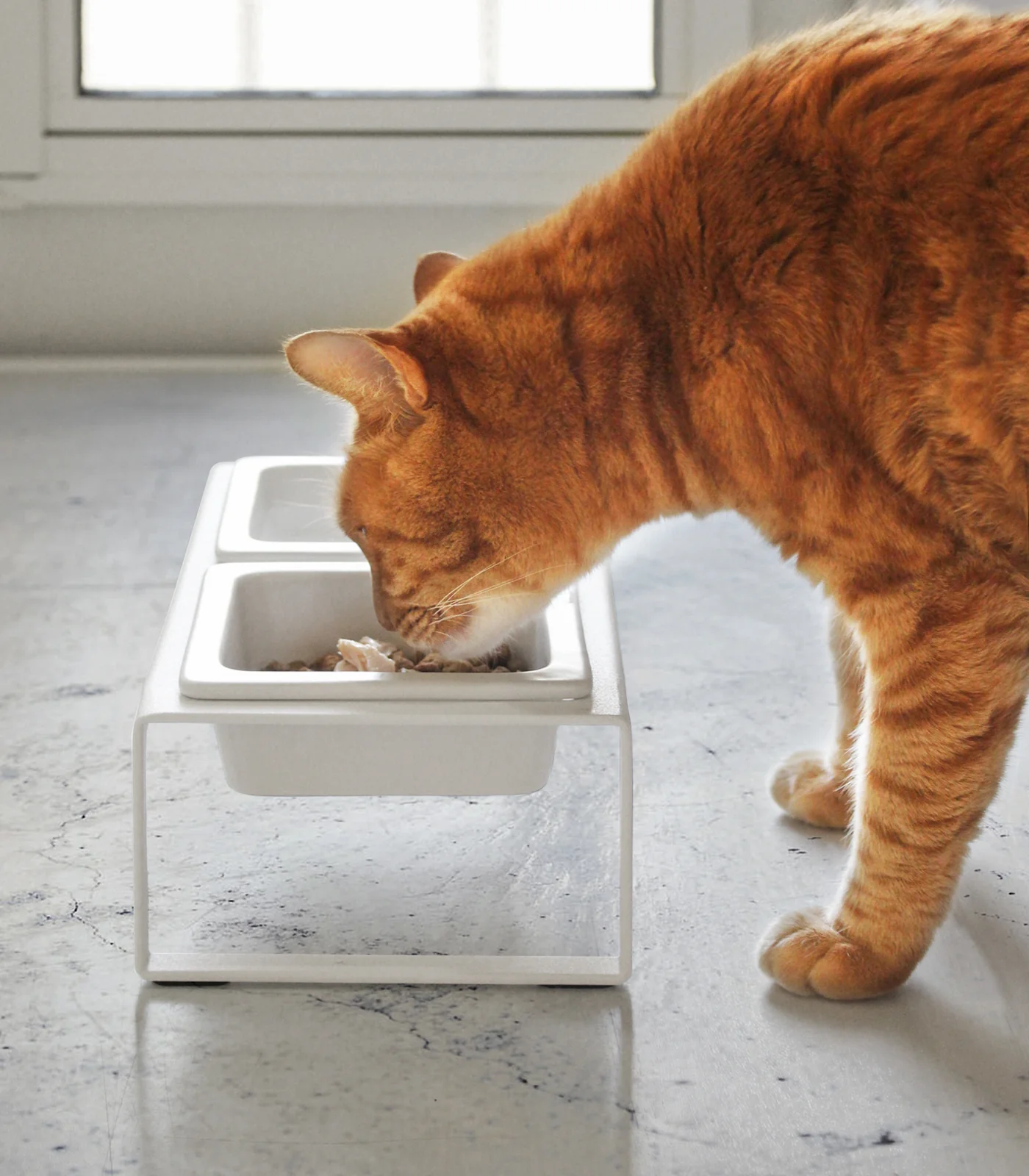 Pet Food Bowl - Tall - Steel + Ceramic - Image 3