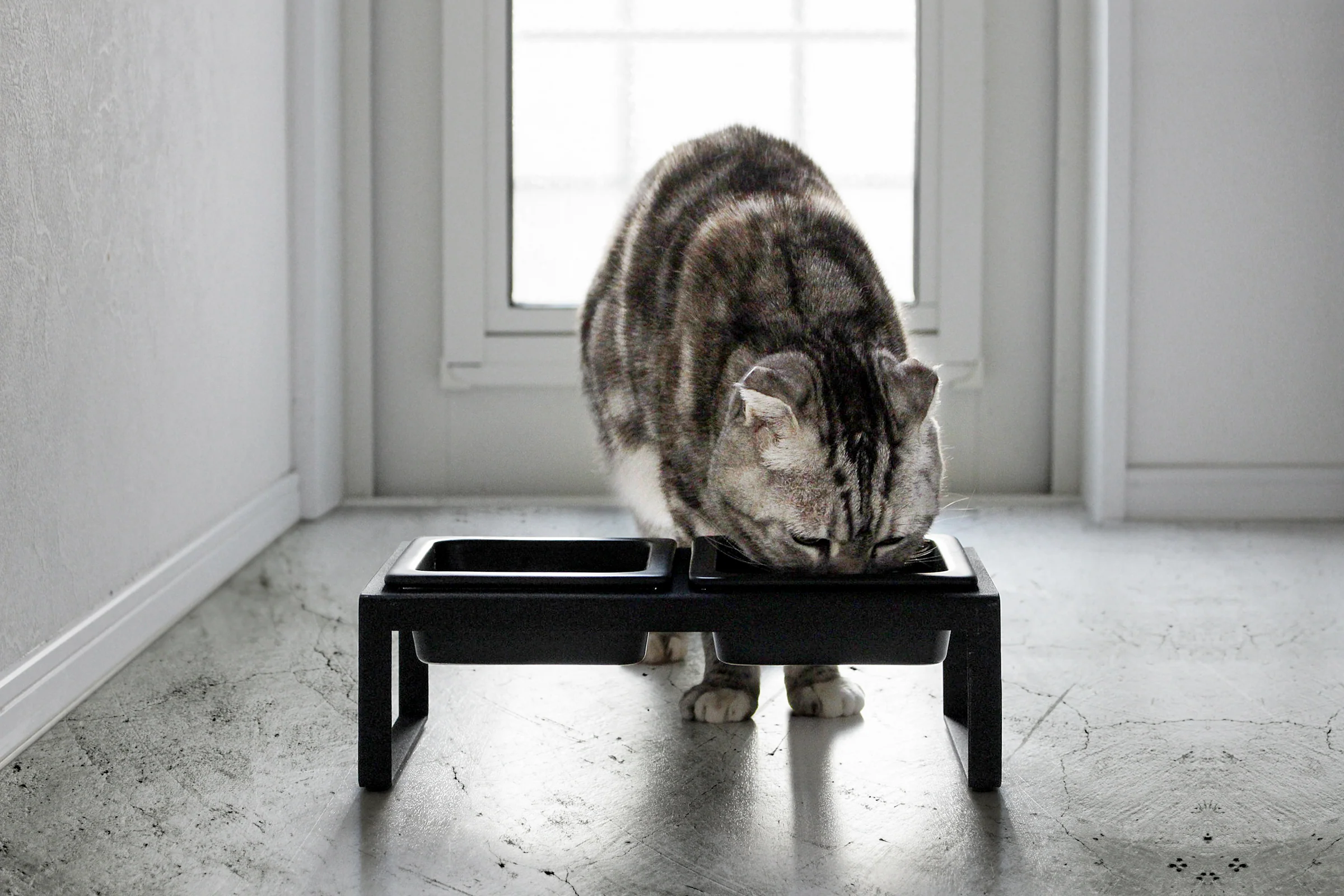 Pet Food Bowl - Tall - Steel + Ceramic - Image 6