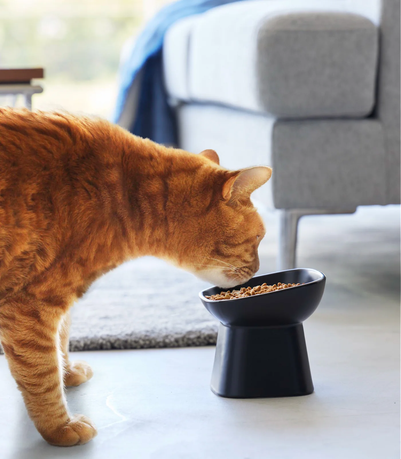 Tilted Pet Food Bowl - Image 8